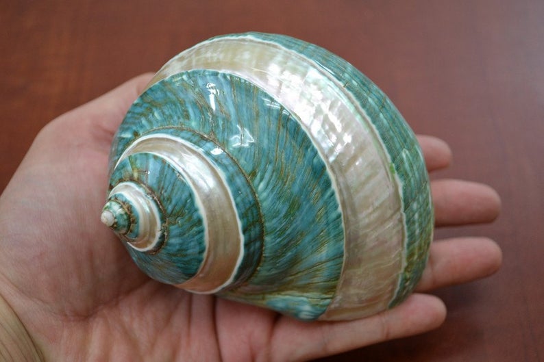 Green Banded Mother of Pearl Shell 4"